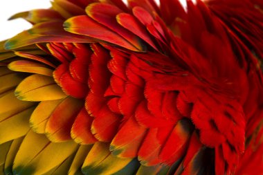 w izole yakın çekim scarlet Amerika papağanı tüyler (4 yaşında)