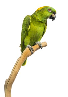 Yellow-naped parrot (6 years old) perched on a branch, isolated  clipart