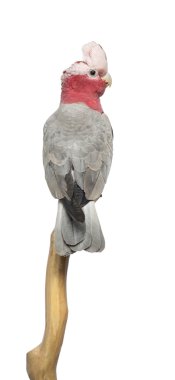 Bir dal, isolat tünemiş Rose göğüslü Kakadu (2 yaşında)