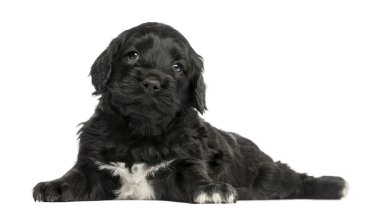 Portuguese Water Dog (6 weeks old) isolated on white clipart