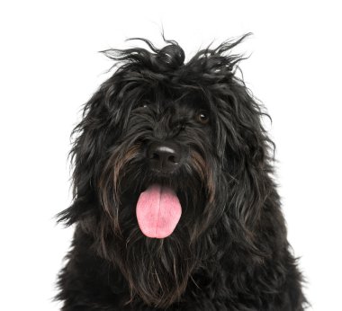 Close-up of a Portuguese Water Dog clipart