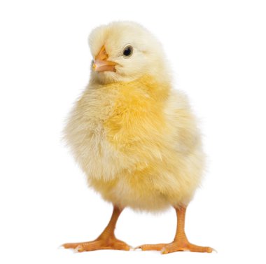 Chick 2 günlükken, izole üzerinde beyaz