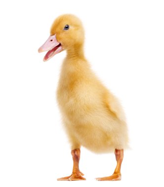 ördek yavrusu (7 gün eski) üzerinde beyaz izole quacking