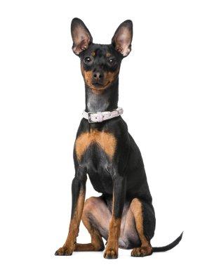 minyatür pinscher (7 aylık)