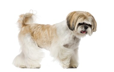 Shih tzu (6 yaşında)