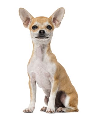 gurur chihuahua yavrusu (5 aylık)