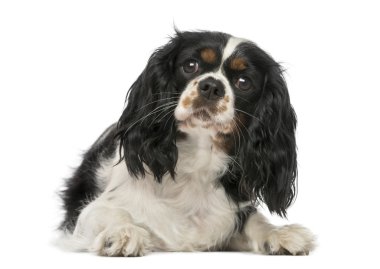Şövalye Kral Charles Spaniel