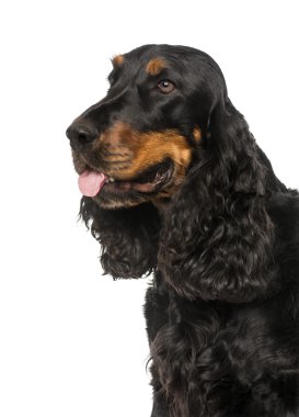 İngiliz cocker spaniel (4 yaşında Close-Up)