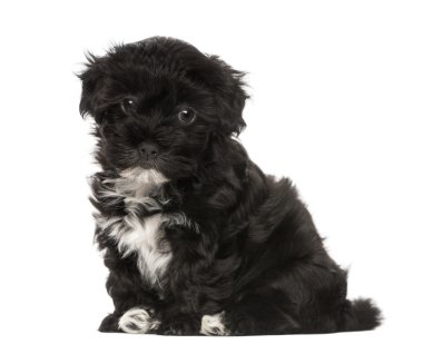 havanese köpek (8 haftalık)