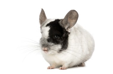 chinchila, beyaz bir arka plan üzerinde izole