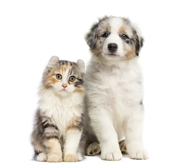 Котенок и щенок сидят, изолированные на белом — стоковое фото