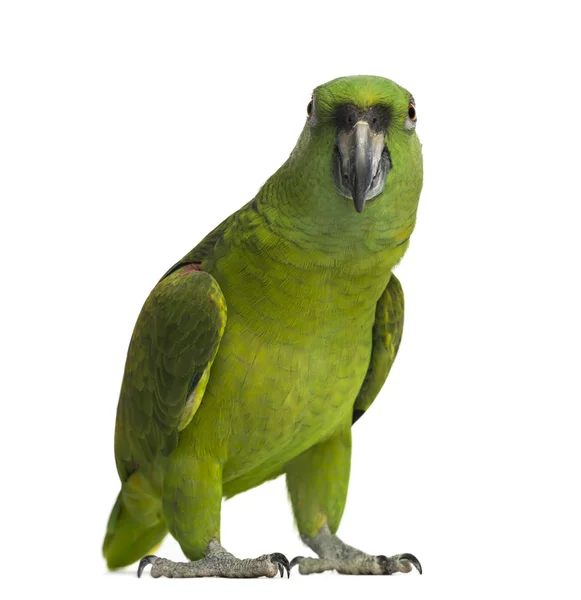 Yellow-naped parrot (6 years old), isolated on white — Φωτογραφία Αρχείου