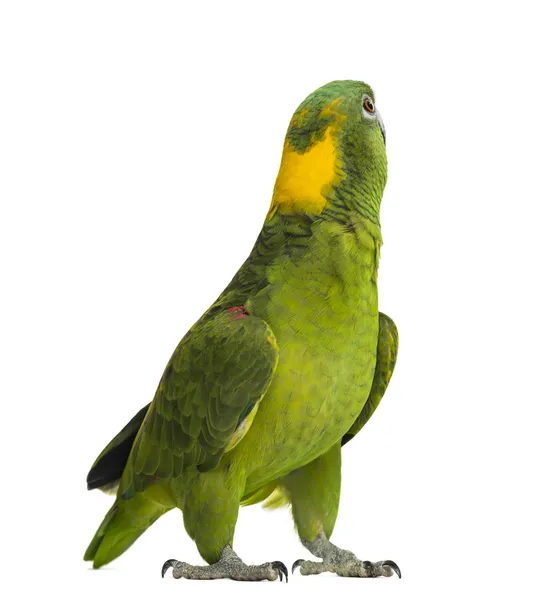 Papagaio-de-nuca-amarela olhando para trás (6 anos de idade), isolado no whit — Fotografia de Stock