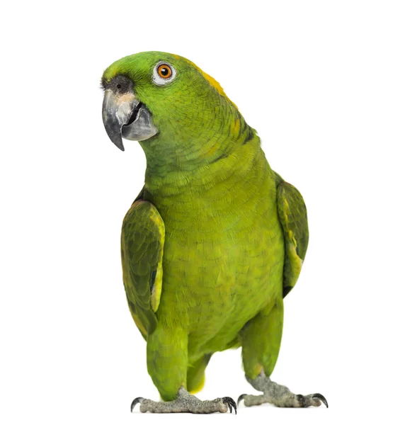 Yellow-naped parrot (6 years old), isolated on white — Stockfoto