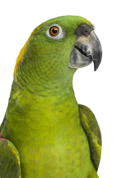 Headshot of a Yellow-naped parrot (6 years old), isolated on whi — Stock Photo, Image