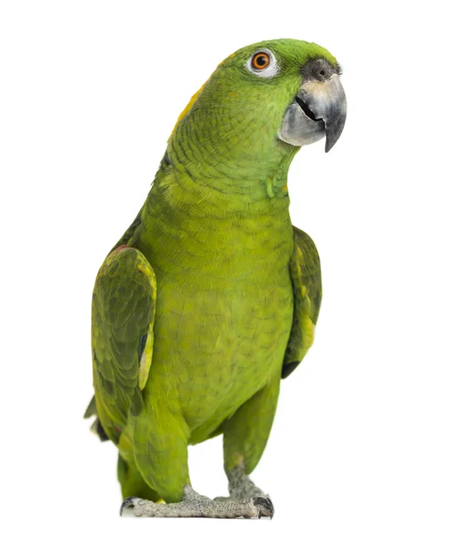 Yellow-naped parrot (6 years old), isolated on white — Stockfoto