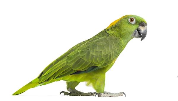 Side view of a Yellow-naped parrot walking (6 years old), isolat — Stock Photo, Image