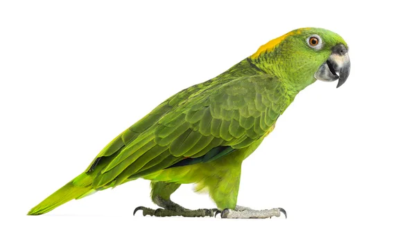 Vista laterale di un pappagallo dalla nuca gialla che cammina (6 anni), isolato — Foto Stock