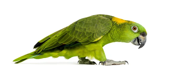 Side view of a Yellow-naped parrot walking (6 years old), isolat — Stock Photo, Image