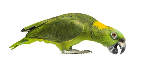 Yellow-naped parrot pecking (6 years old), isolated on white — Stock Photo, Image