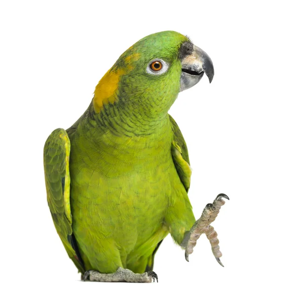 Yellow-naped parrot (6 years old), isolated on white — Zdjęcie stockowe