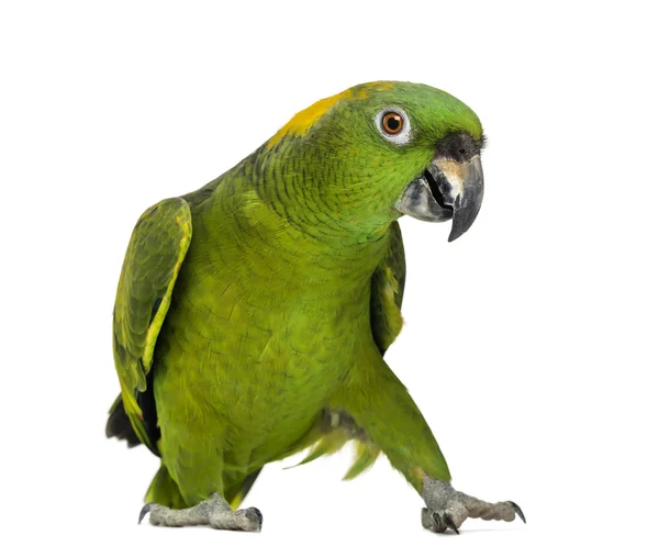 Gul-naped papegoja (6 år), isolerad på vit — Stockfoto