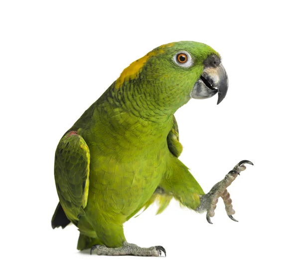 Жовтий папуга (6 років), ізольований на білому — стокове фото