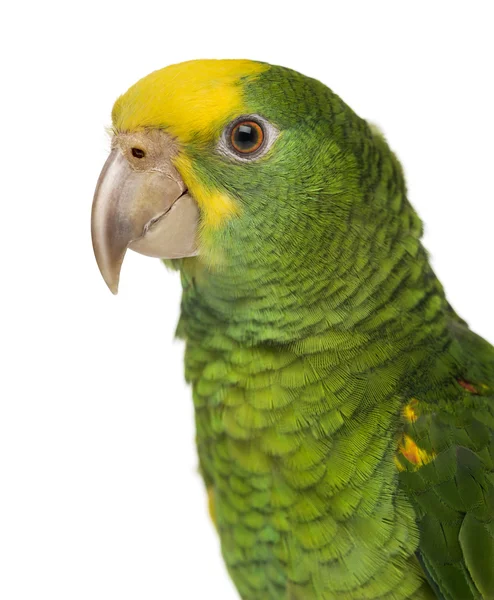 Close-up de uma Amazônia de cabeça amarela (6 meses de idade), isolado em w — Fotografia de Stock