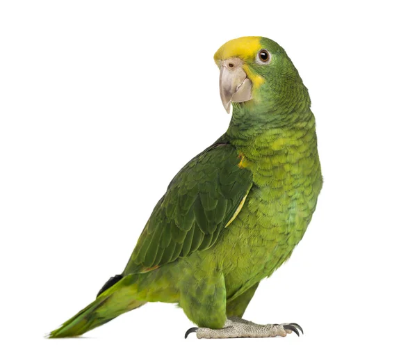 Yellow-headed Amazon (6 months old), isolated on white — Stock Photo, Image