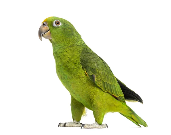 Panama Yellow-headed Amazon (5 months old) isolated on white — Stock Photo, Image