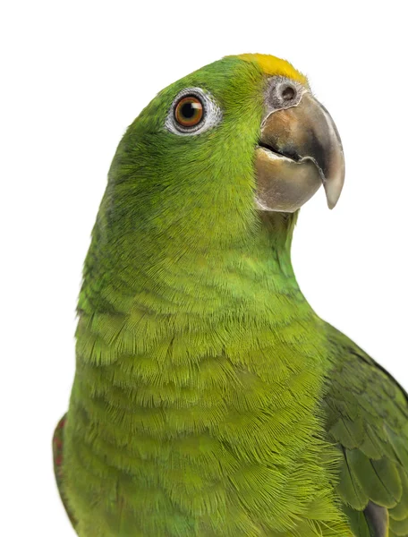 Close-up of a Panama Yellow-headed Amazon (5 months old) isolate — Stock Photo, Image