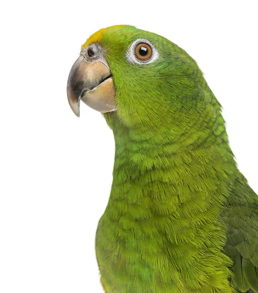 Close-up of a Panama Yellow-headed Amazon (5 months old) isolate — Stock Photo, Image