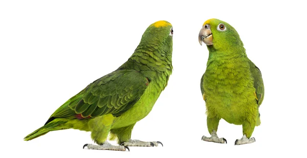 Panama Amazon and Yellow-crowned Amazon isolated on white — Stock Photo, Image