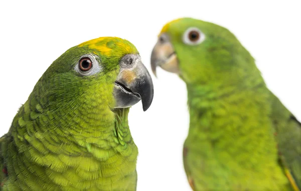 Close-up of a Panama Amazon and Yellow-crowned Amazon isolated o — Stock Photo, Image