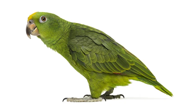 Panama Yellow-headed Amazon (5 months old) isolated on white — Stock Photo, Image