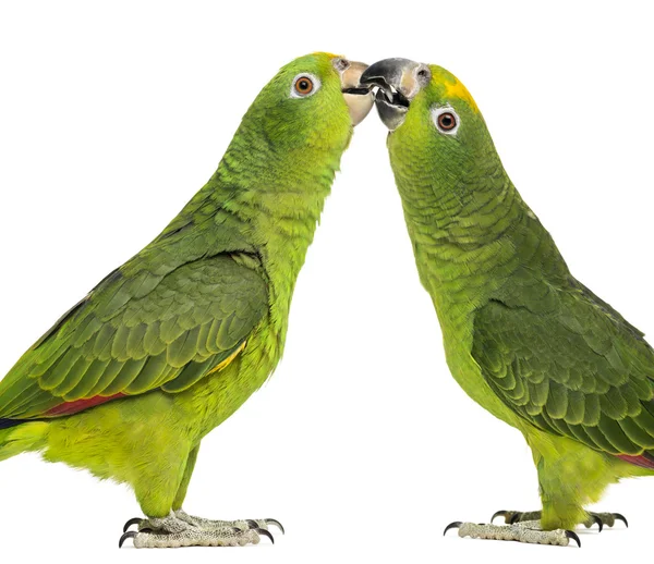 Panama Amazon and Yellow-crowned Amazon pecking, isolated on whi — Stock Photo, Image