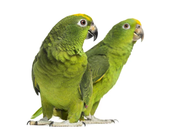 Panama Amazon and Yellow-crowned Amazon isolated on white — Stock Photo, Image