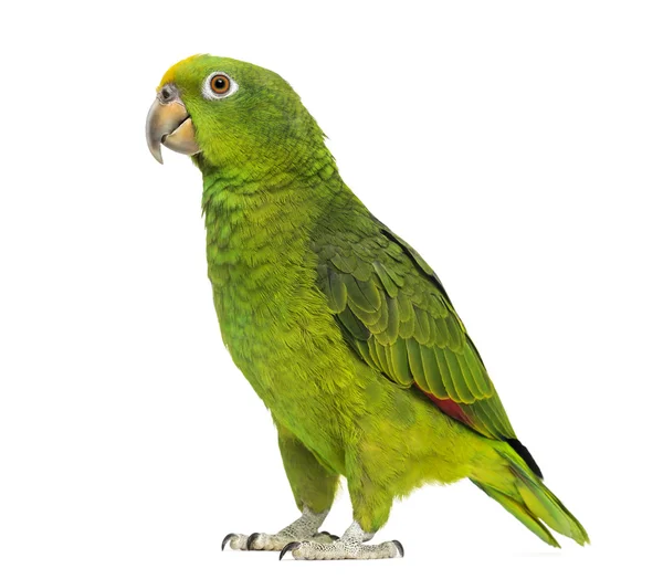 Panama Yellow-headed Amazon (5 months old) isolated on white — Stock Photo, Image