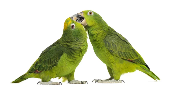 Panama Amazon and Yellow-crowned Amazon pecking, isolated on whi — Stock Photo, Image