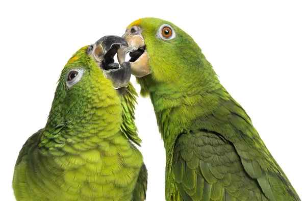 Close-up of a Panama Amazon and Yellow-crowned Amazon pecking, i — Stock Photo, Image