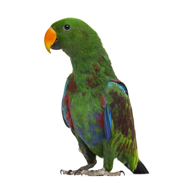 Manlig hybrid eclectus papegoja (7 månader gammal) isolerad på vit — Stockfoto