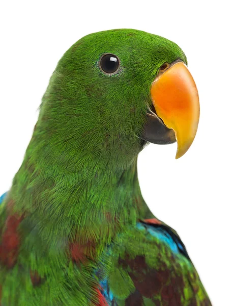 Close-up de um papagaio híbrido macho Eclectus (7 meses de idade) isolado — Fotografia de Stock