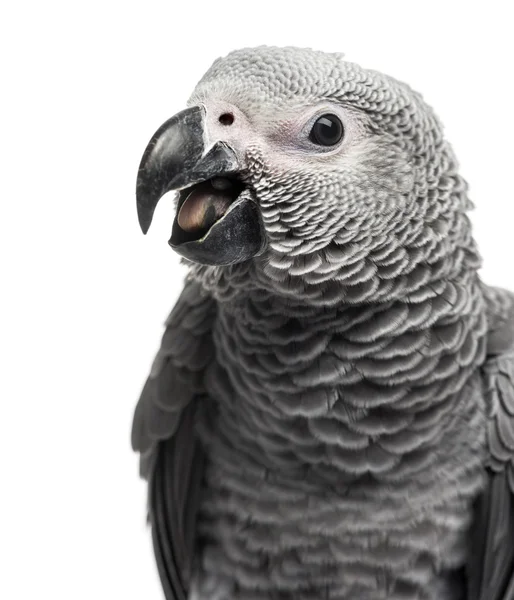 Закрытие африканского серого попугая (3 месяца), изолированного по whi — стоковое фото