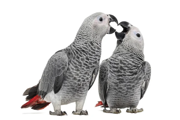 Два африканских серых попугая (3 месяца), запекающиеся, изолированные на whi — стоковое фото