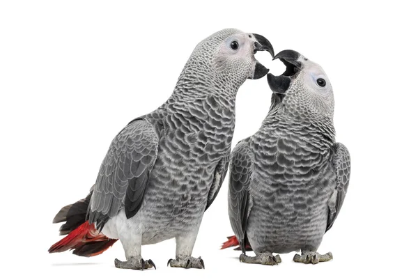 Two African Grey Parrot (3 months old) pecking,  isolated on whi — Stock Photo, Image