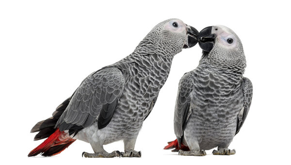 Two African Grey Parrot (3 months old) pecking,  isolated on whi
