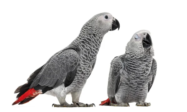 Two African Grey Parrot (3 months old) isolated on white — Stock Photo, Image