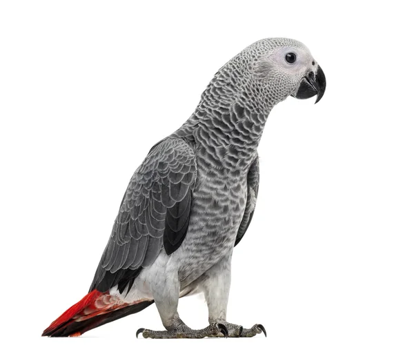 Afrykanin szary papuga (3 miesiące) na białym tle — Zdjęcie stockowe