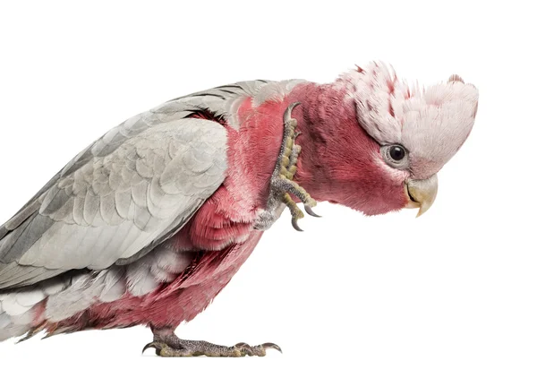 粉红凤头鹦鹉 (2 岁) 上白色孤立 — 图库照片