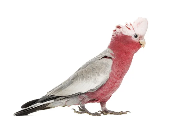 Cockatoo dal petto rosa (2 anni) isolato su bianco — Foto Stock